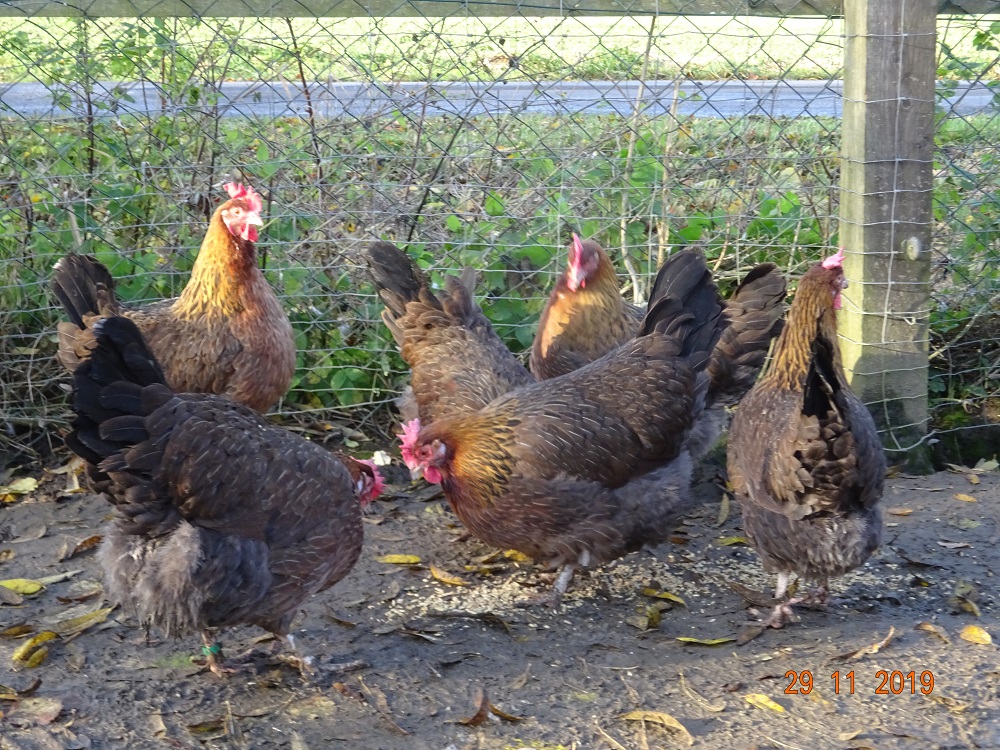Dorking Hennen goldhalsig, 29.11.2019