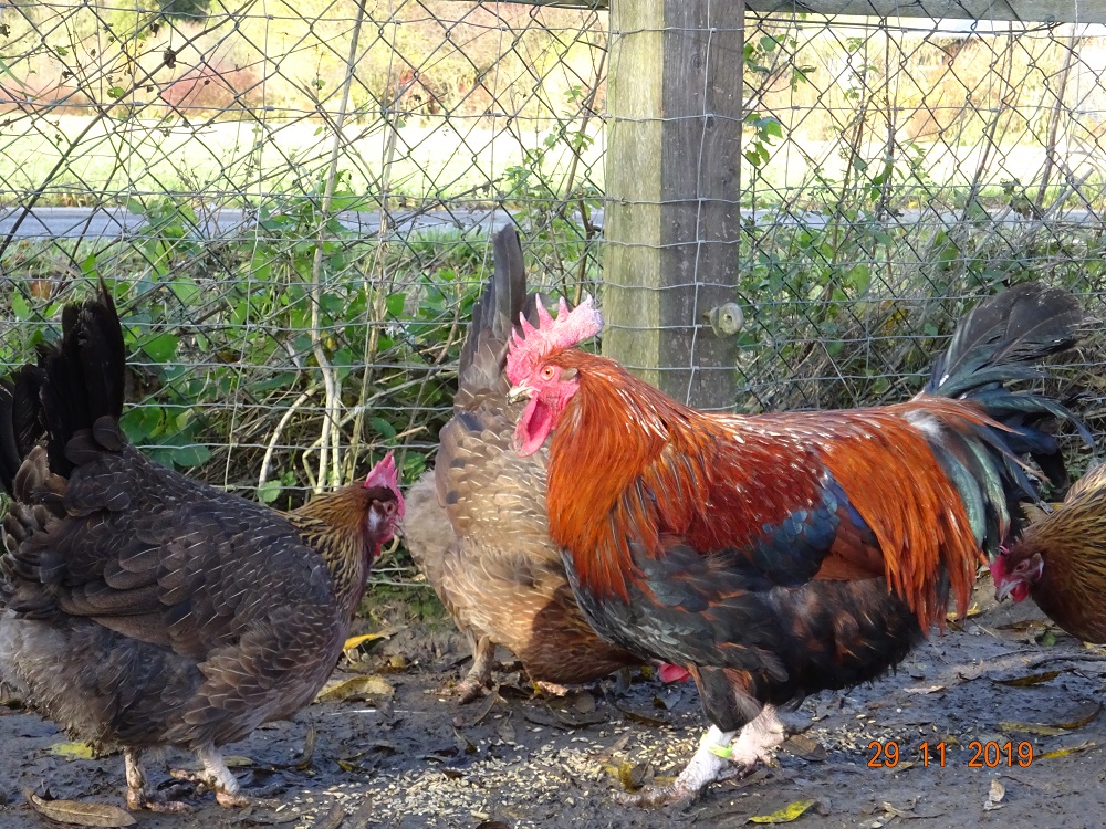 Dorking goldhalsig, 29.11.2019