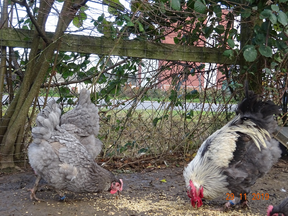 Maran blau silber. 29.11.2019