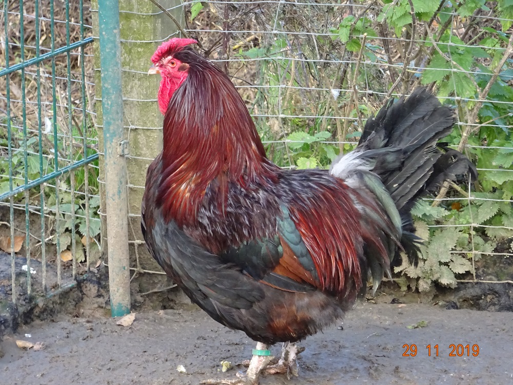 Junger Dorking Hahn mit Rosenkamm, gold wildfarbig. 29.11.2019