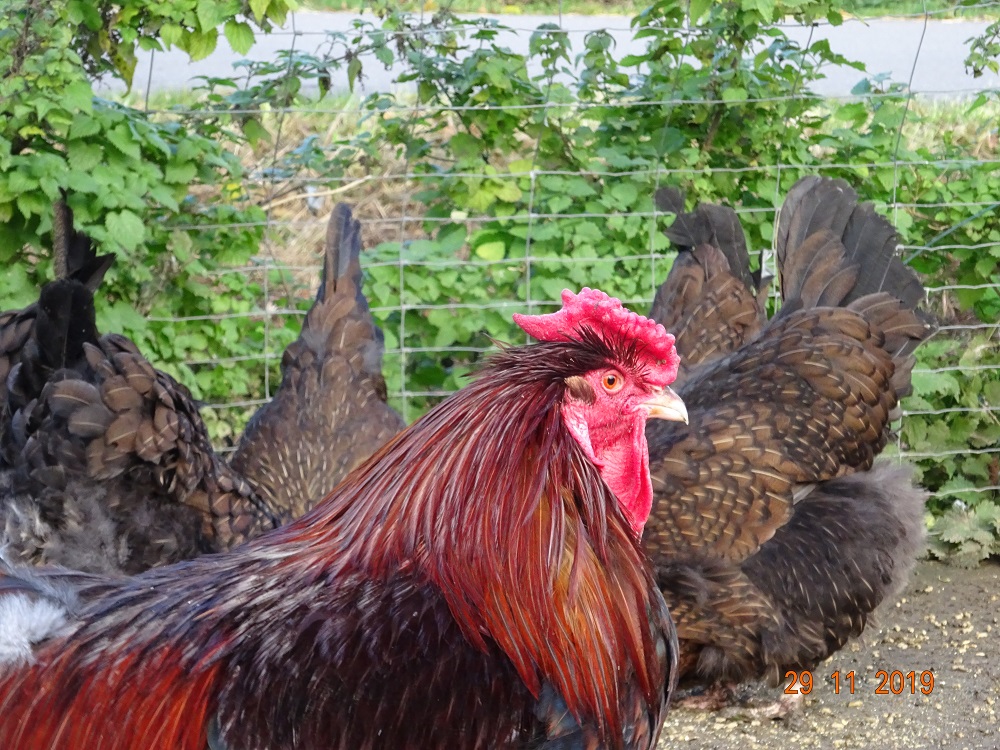 Dorking mit Rosenkamm, gold wildfarbig. 29.11.2019