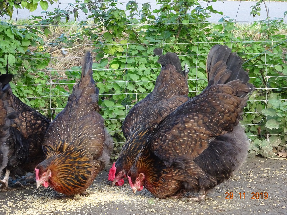 Dorking Hennen mit Rosenkamm, gold wildfarbig. 29.11.2019
