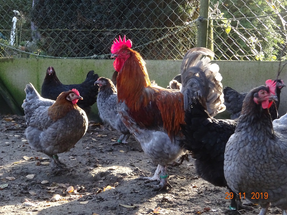 Maran blau kupfer. 29.11.2019