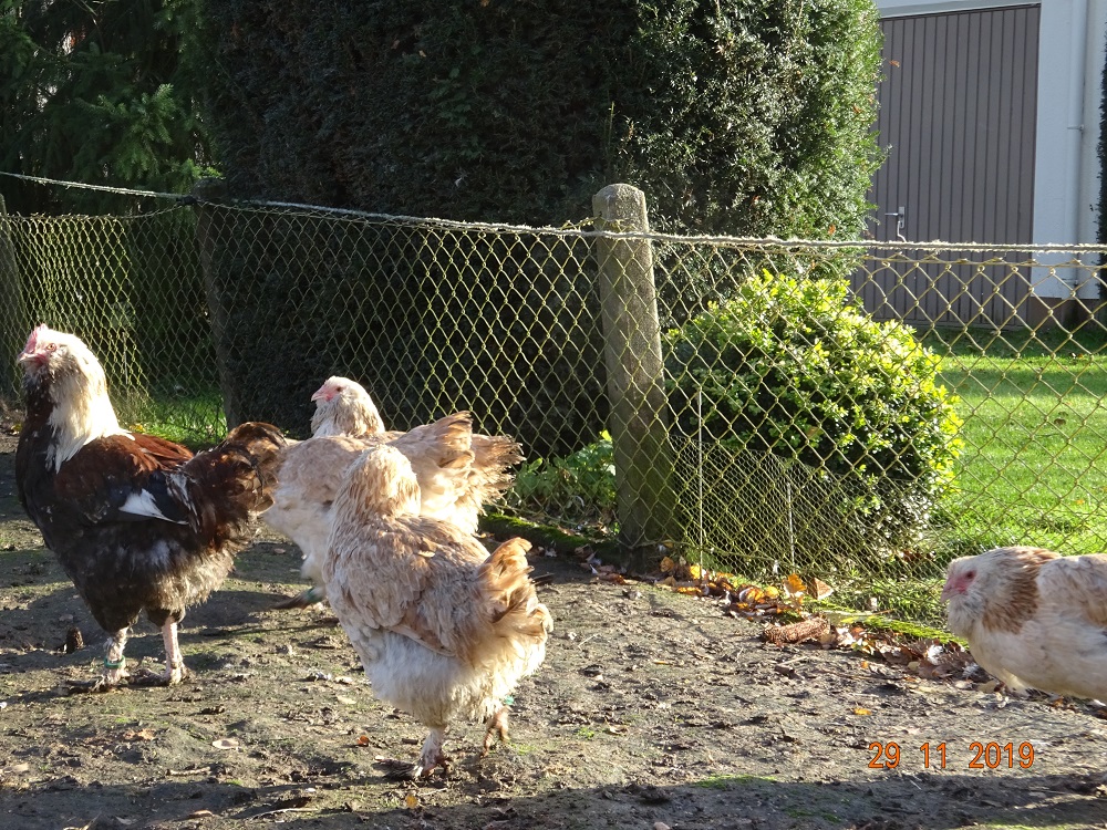 Junge Deutsche Lachsh&uuml;hner,01.12.2019