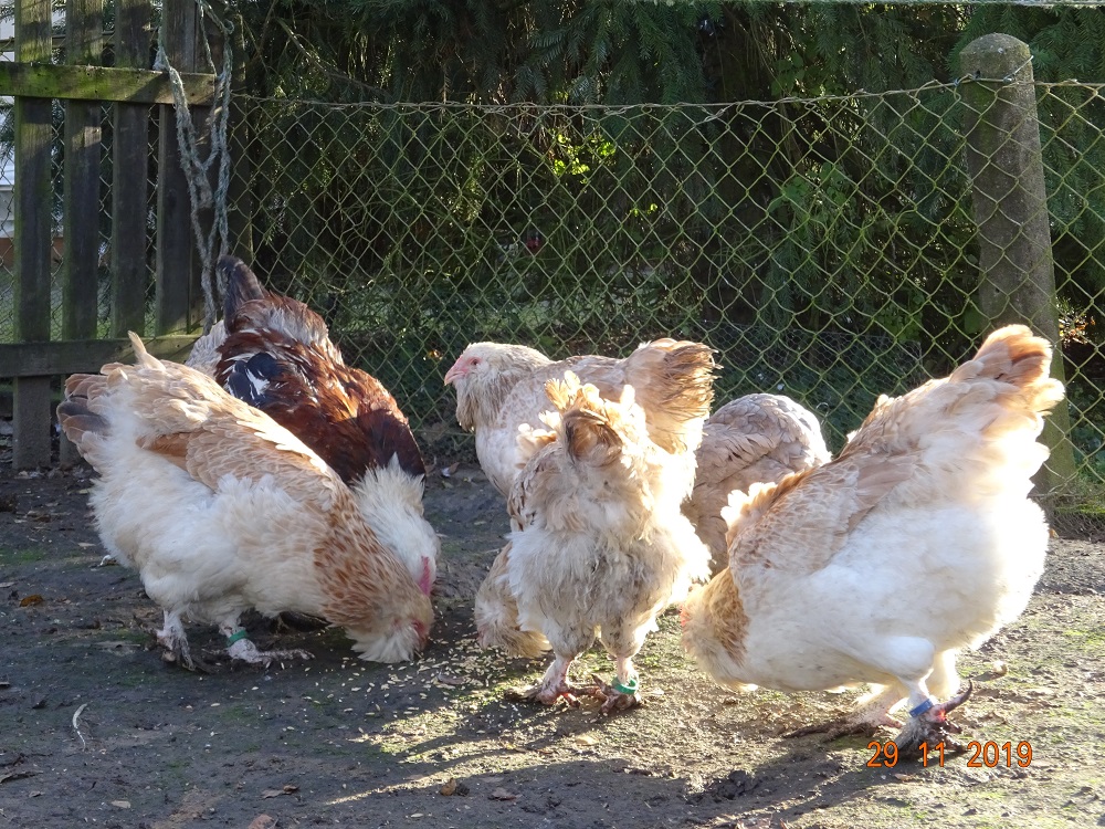 Junge Deutsche Lachsh&uuml;hner,01.12.2019