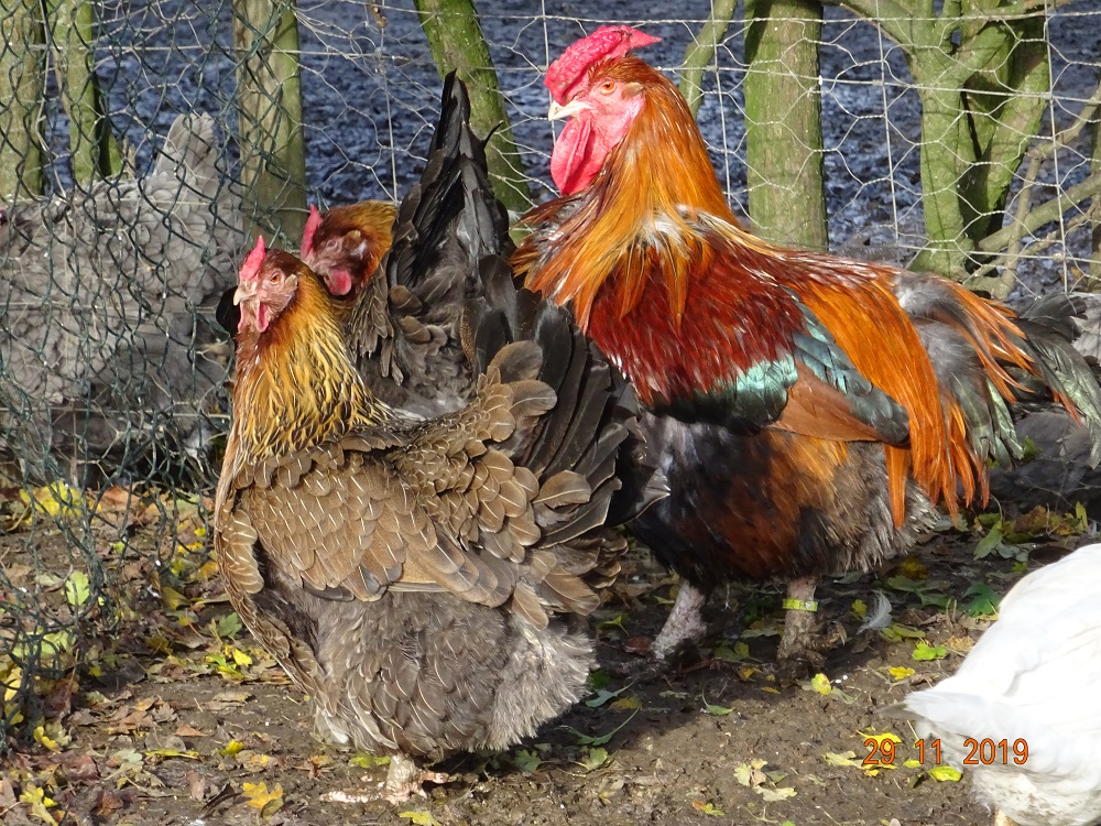 Dorking mit Rosenkamm, goldhalsig. 29.11.2019