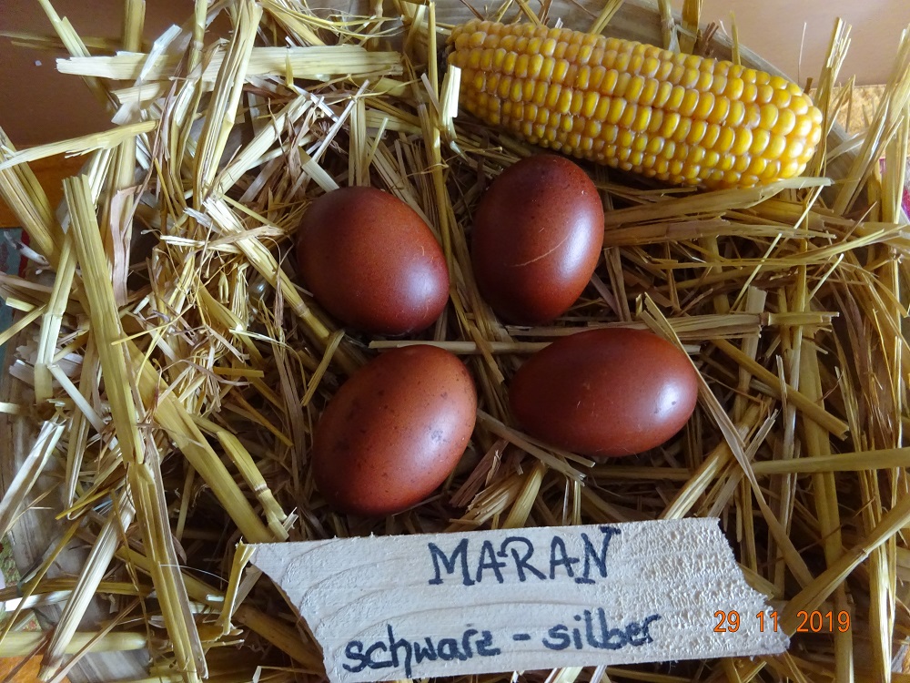 Maran schwarz silber Bruteier, 29.11.2019