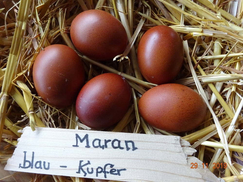 Maran blau kupfer Bruteier, 29.11.2019