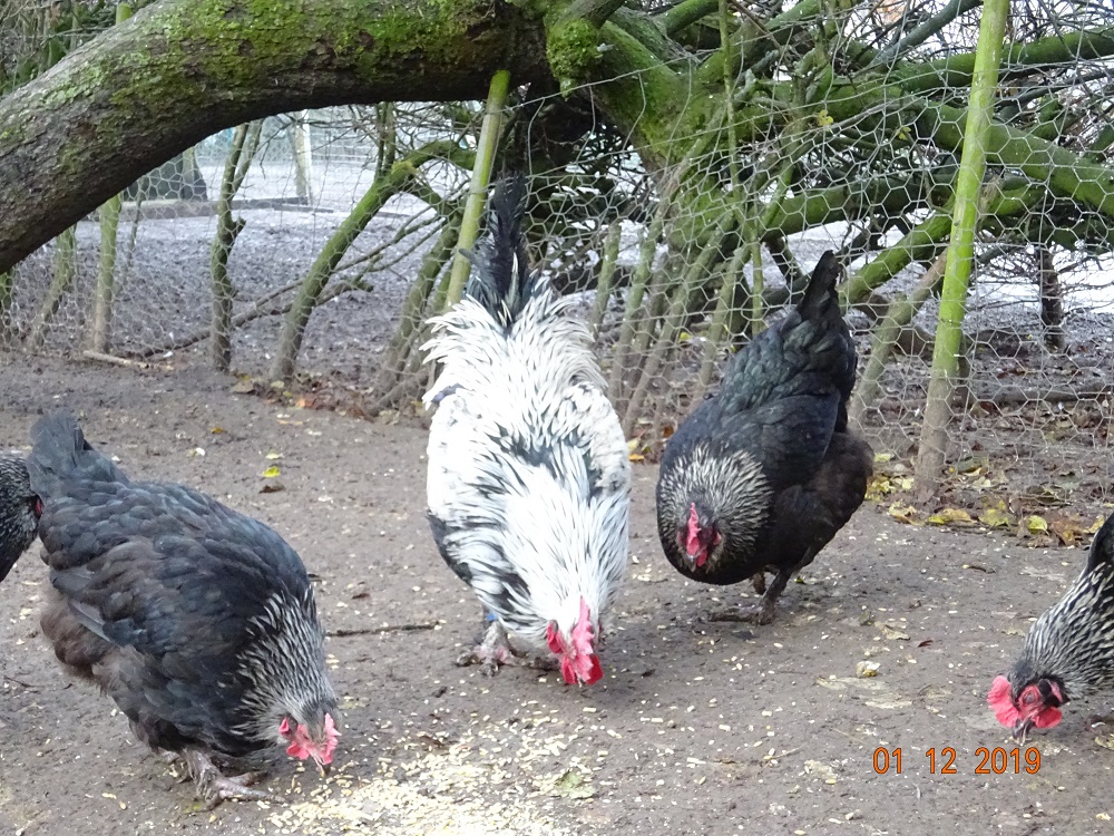 Maran schwarz silber. 01.12.2019