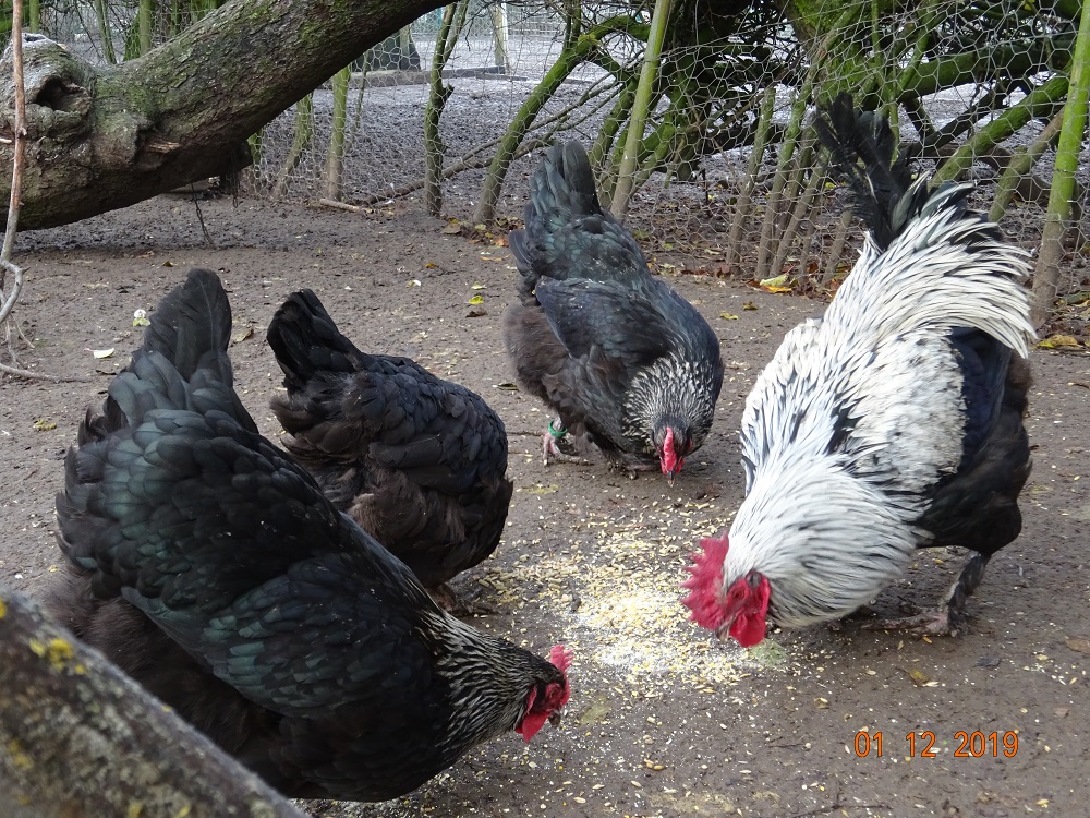 Maran schwarz silber. 01.12.2019