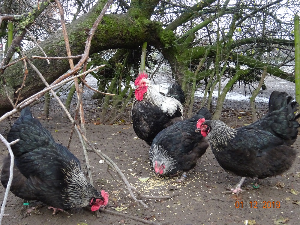 Maran schwarz silber. 01.12.2019