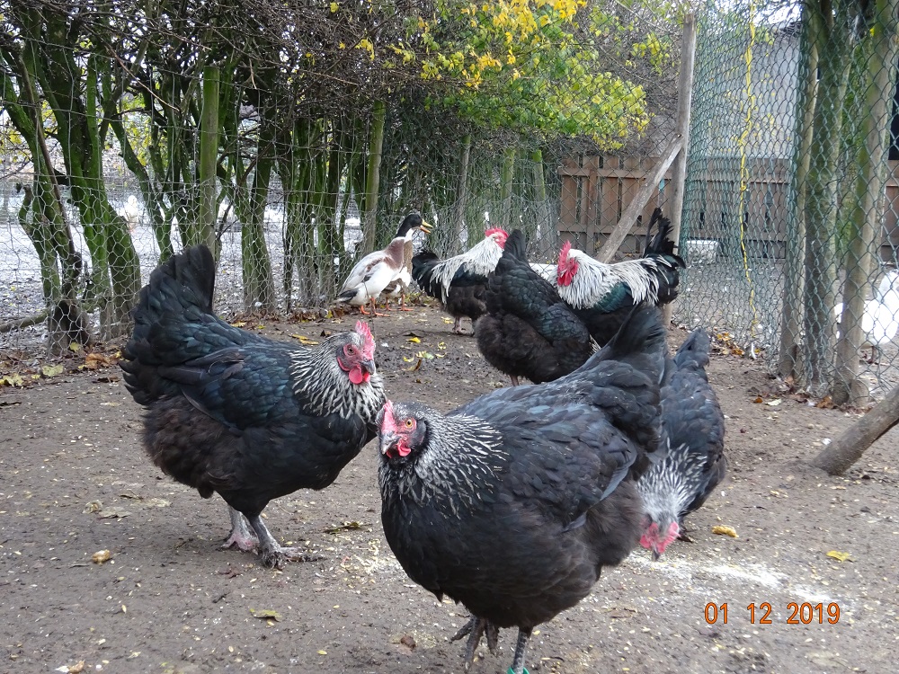 Maran schwarz silber. 01.12.2019