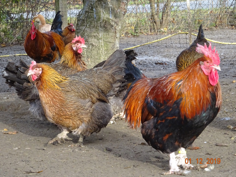 Dorking goldhalsig, 01.12.2019