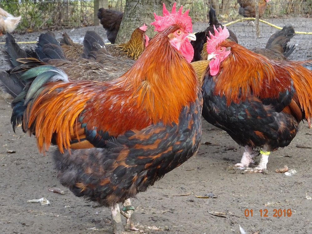 Dorking goldhalsig, Jung & Althahn. 01.12.2019