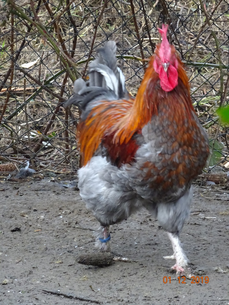 Maran blau kupfer. 01.12.2019