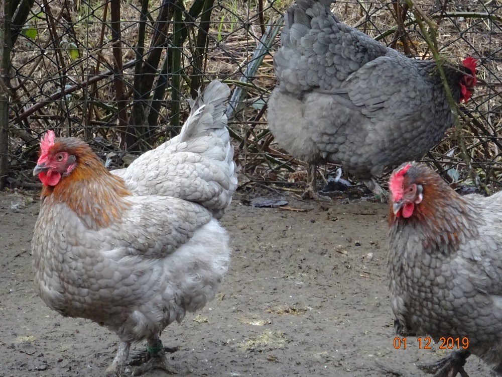 Maran blau kupfer. 01.12.2019