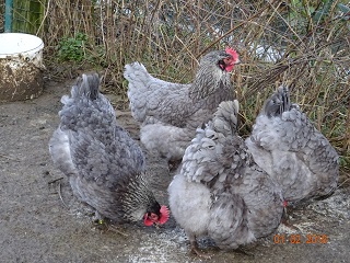 Maranhennen blau-silber Zuchtgruppe 1, Februar 2018