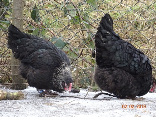 Maran schwarz silber 02.02.2019