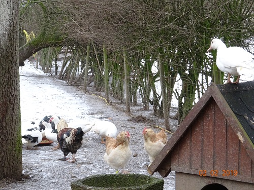 Deutsche Lachsh&uuml;hner & Flugenten, 02.02.2019