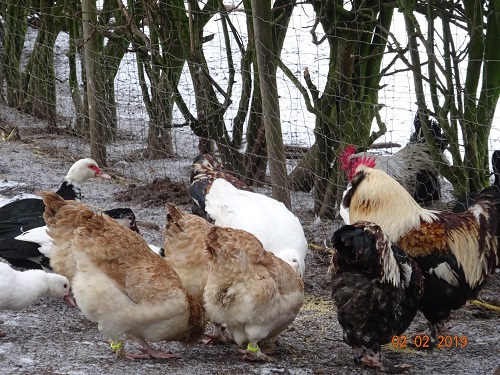 Deutsche Lachsh&uuml;hner, 02.02.2019