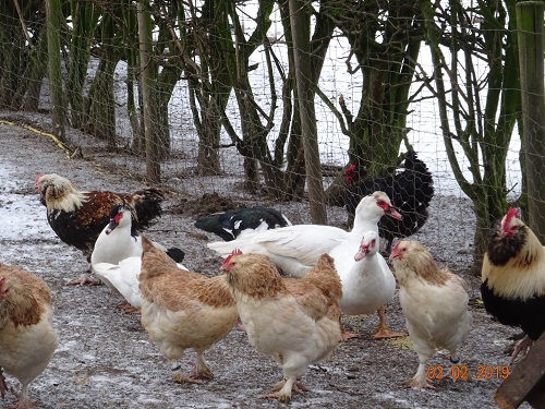 Deutsche Lachsh&uuml;hner, 02.02.2019