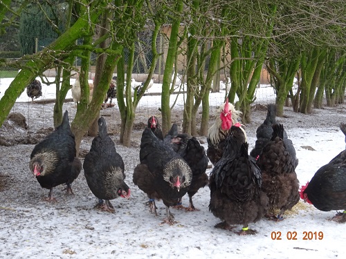 Maran schwarz silber 02.02.2019