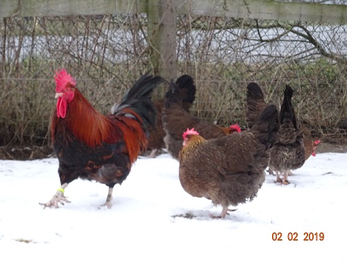 Dorking goldhalsig 4, 02.02.2019