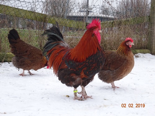 Dorking goldhalsig 4, 02.02.2019