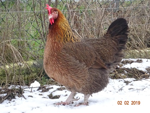 Dorking Henne goldhalsig 4, 02.02.2019