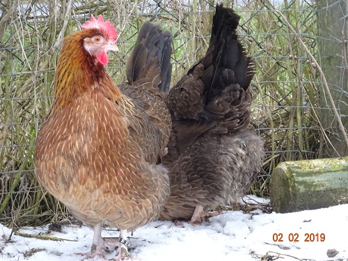 Dorking goldhalsig 4, 02.02.2019