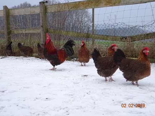 Dorking goldhalsig 4, 02.02.2019