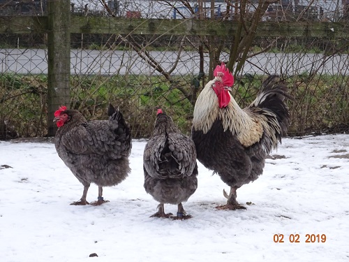 Maran blau silber 02.02.2019