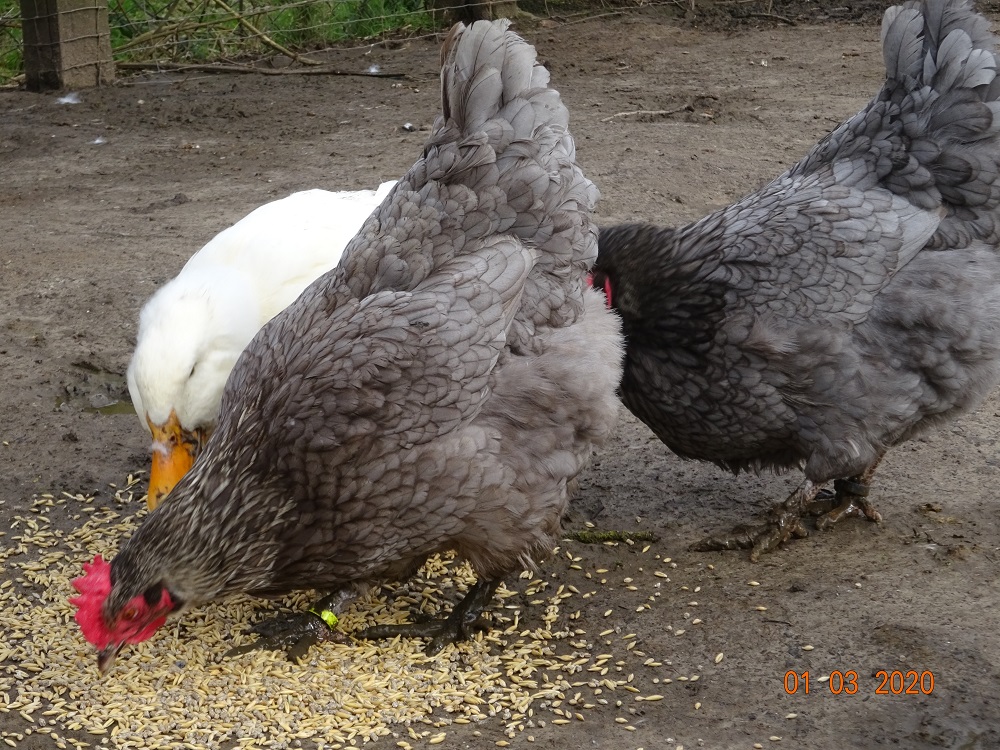 Maran blau silber Hennen, 01.03.2020