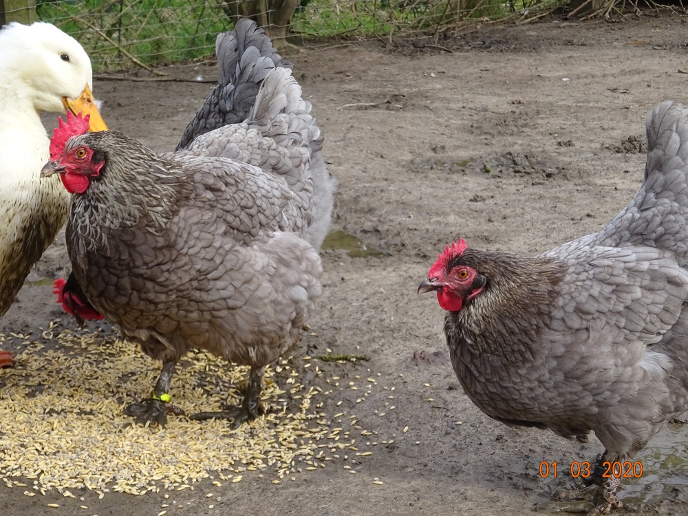 Maran blau silber Hennen, 01.03.2020