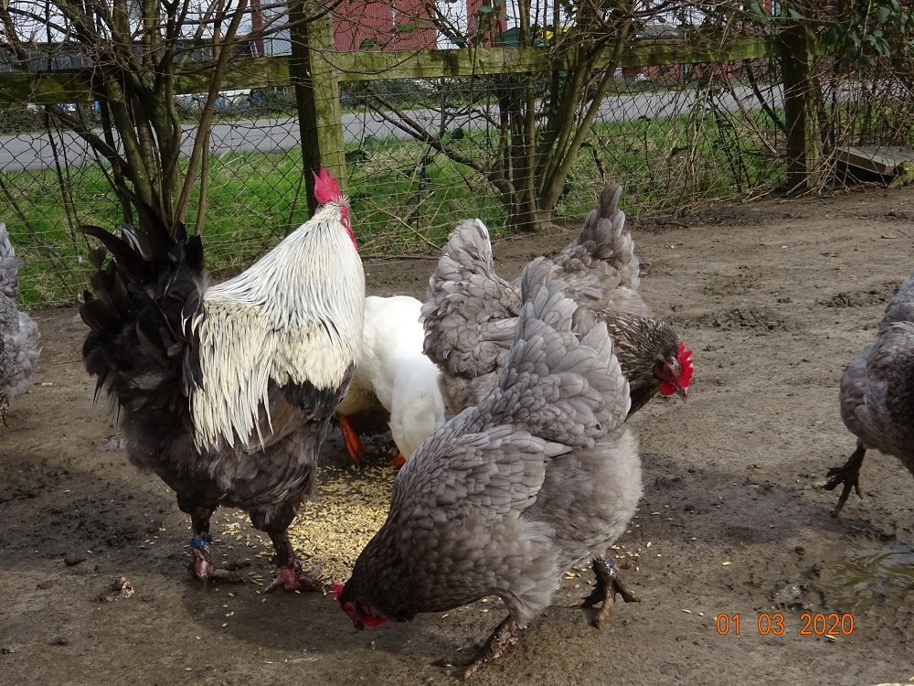 Maran blau silber, 01.03.2020