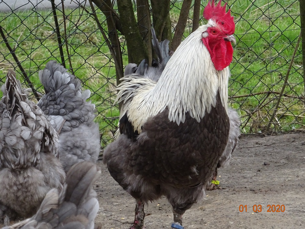 Maran blau silber Hahn 1 Jahr alt, 01.03.2020