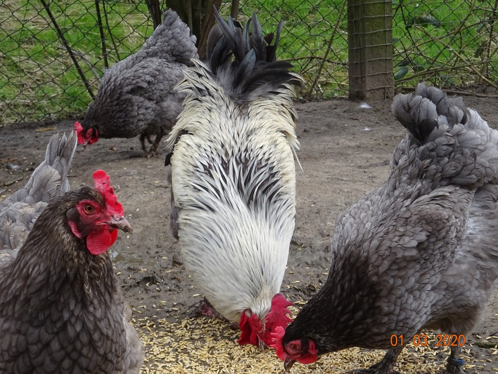 Maran blau silber, 01.03.2020