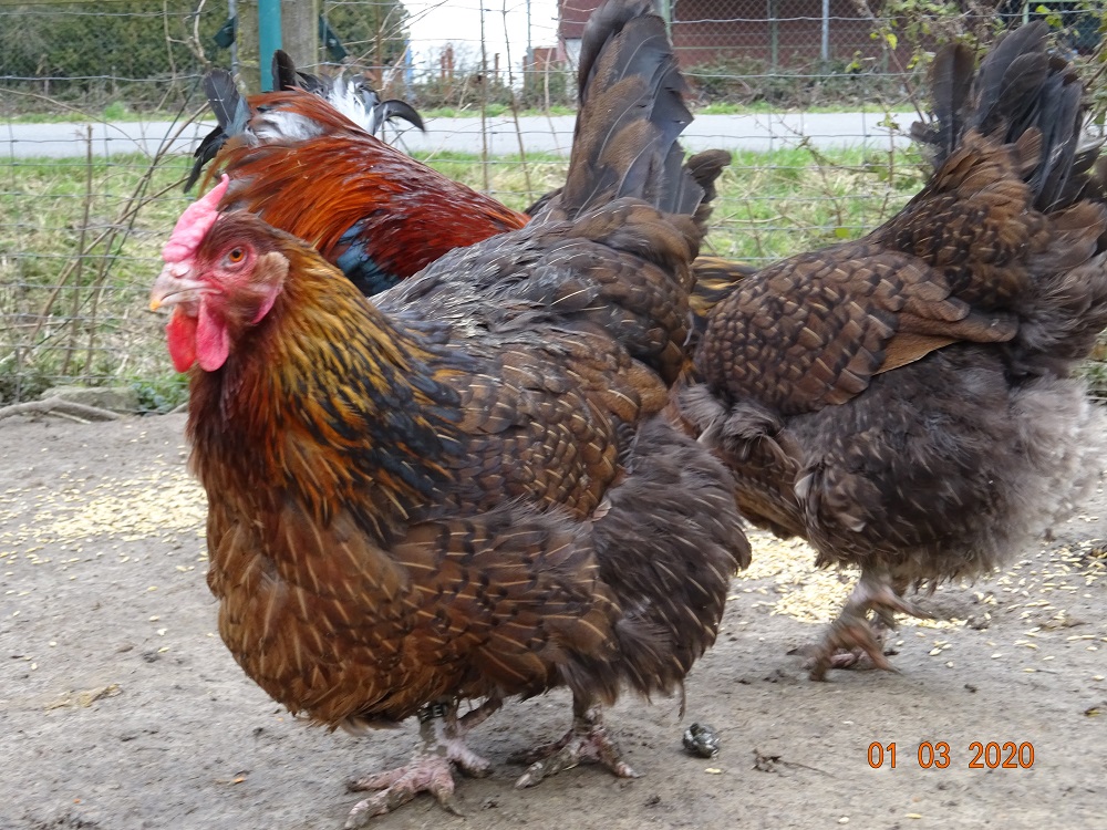 6 Jahre alte Dorking Henne gold wildfarbig mit Rosenkamm, 01.03.2020