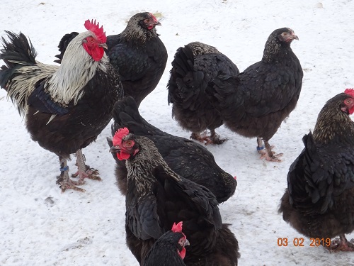 Maran schwarz silber 02.02.2019