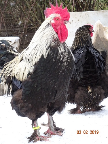 Maran schwarz silber 03.02.2019