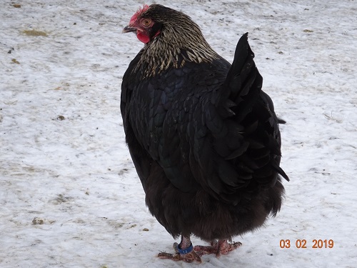 Maran schwarz silber 02.02.2019