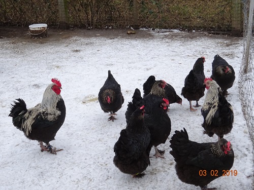 Maran schwarz silber 02.02.2019