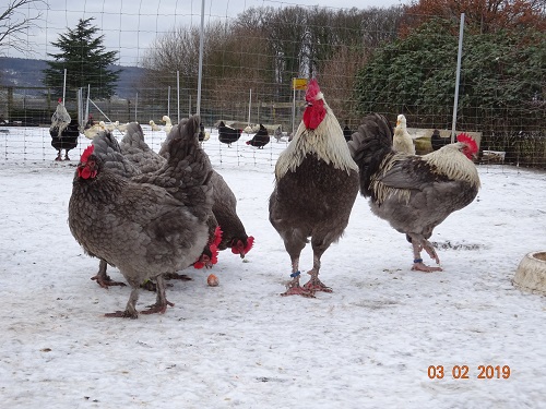 Maran blau silber 03.02.2019