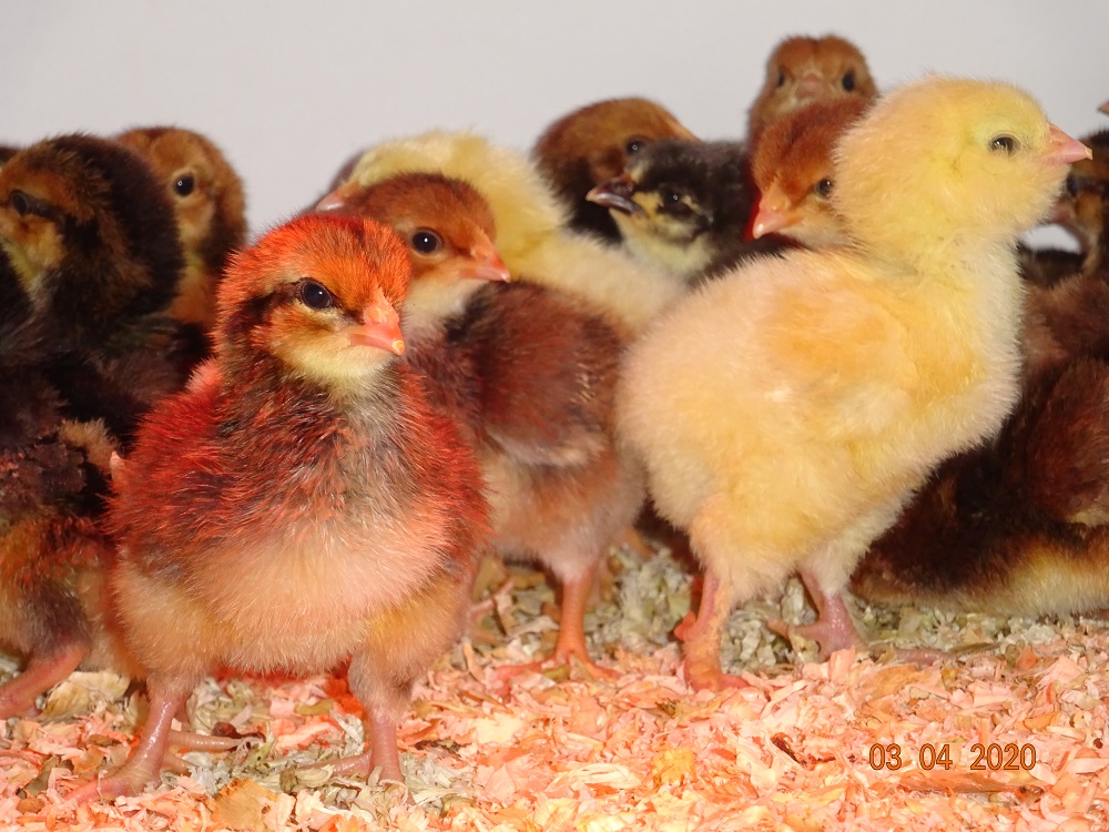 Lachshuhn & Dorking K&uuml;ken,  04.04.2020