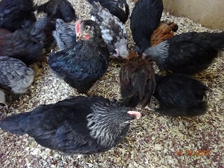 Junge Maran schwarz silber & blau silber, 14.10.2018