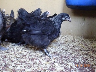 Junge Maran schwarz silber Henne, 14.10.2018