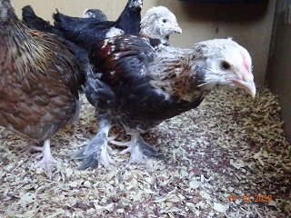 ganz junger Deutscher Lachshahn, 14.10.2018