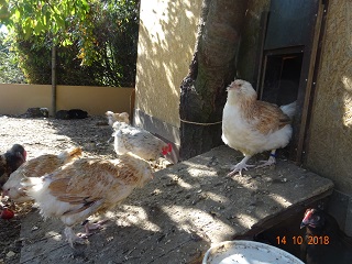 Junge Lachsh&uuml;hner, 14.10.2018