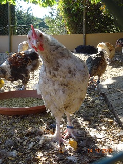 Junger Maran Hahn splash, 14.10.2018