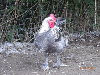 Maran blau silber Junghahn, 14.10.2018